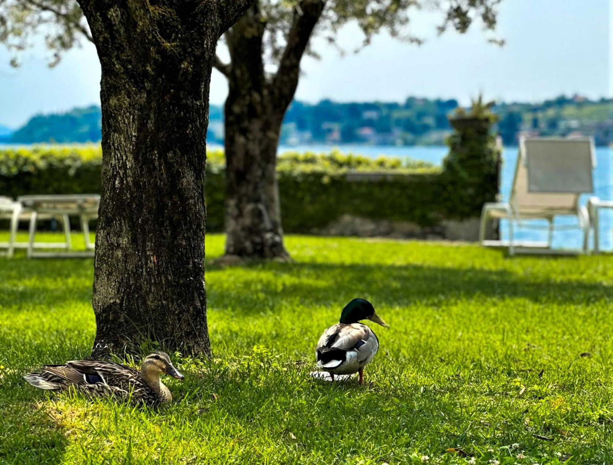 Luxury Lakeside Apartment Right On The Water Salò Екстериор снимка